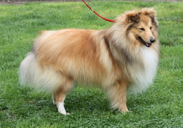 Doudou gold De la maison des carmes - Excellent non classé en Classe Ouverte (11 chiens présents)