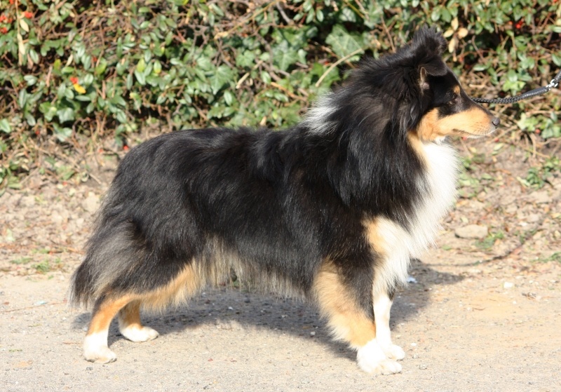 Dodger black De la maison des carmes - 1er Excellent en Classe Intermédiaire