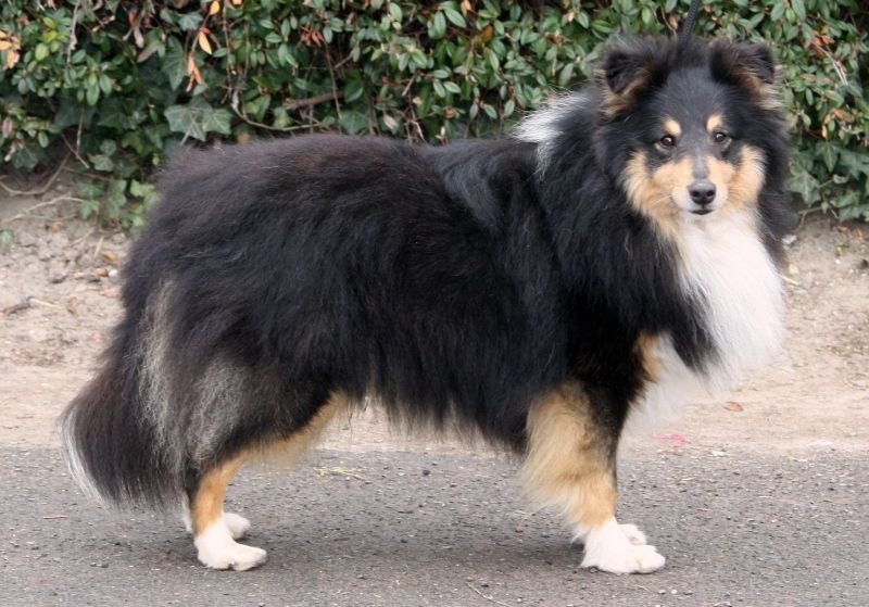 Dodger black De la maison des carmes - 1er Excllent en Classe Vétéran