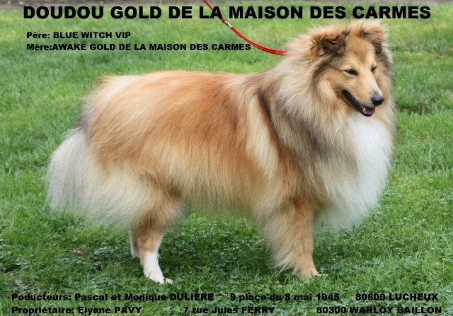 Doudou gold De la maison des carmes - 2ième Excellent RCAC en Classe Ouverte