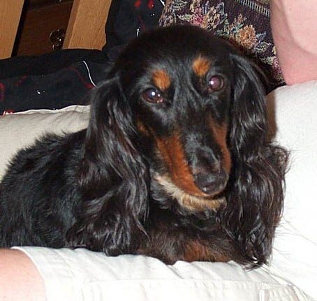 Publication : des Garrigues de Réals Auteur : http://www.wagsmore.com/