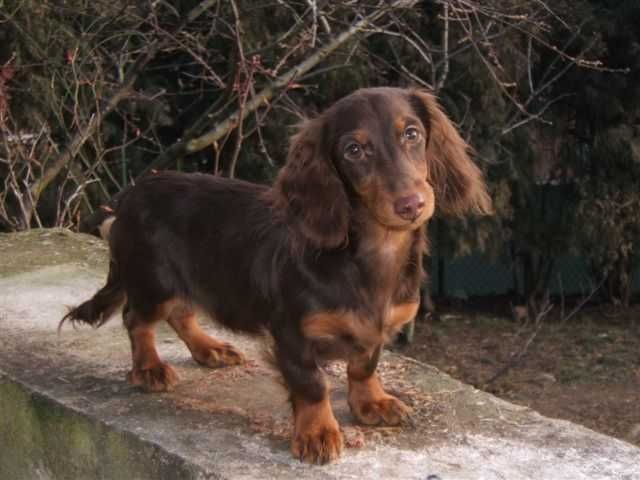 Publication : des Garrigues de Réals Auteur : Dupuy JM - Petite Orière