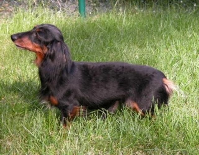 Publication : des Garrigues de Réals Auteur : Kerstin Shwartz