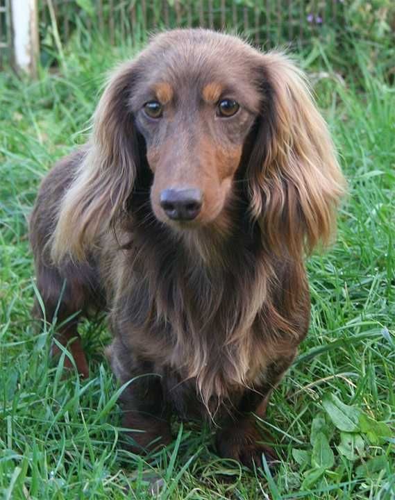 Publication : des Garrigues de Réals Auteur : Dupuy JM - Petite Orière