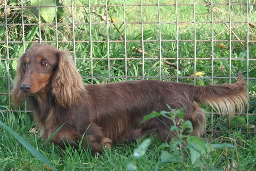 Publication : des Garrigues de Réals Auteur : Dupuy JM - Petite Orière