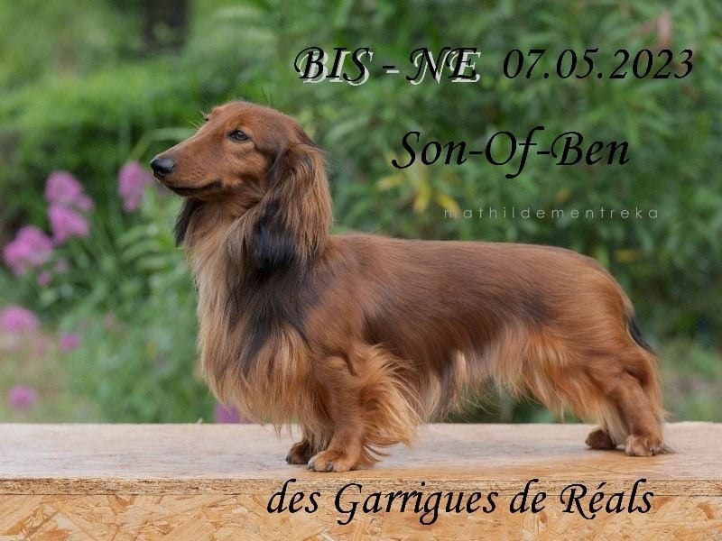 CH. Son-of-ben des Garrigues de Réals