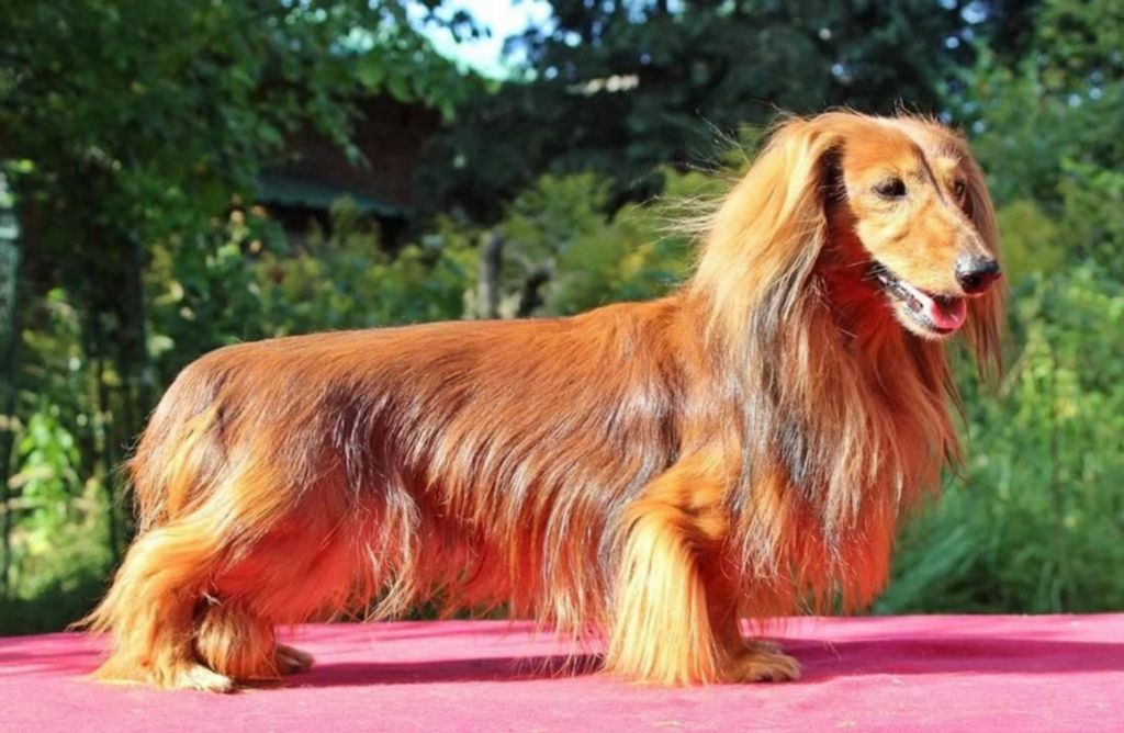 Publication : des Garrigues de Réals Auteur : Kerstin Schwartz - von Damsmühle