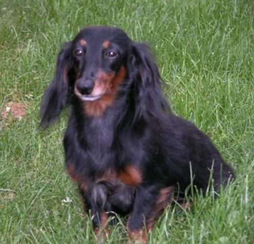 Publication : des Garrigues de Réals Auteur : Kerstin Shwartz