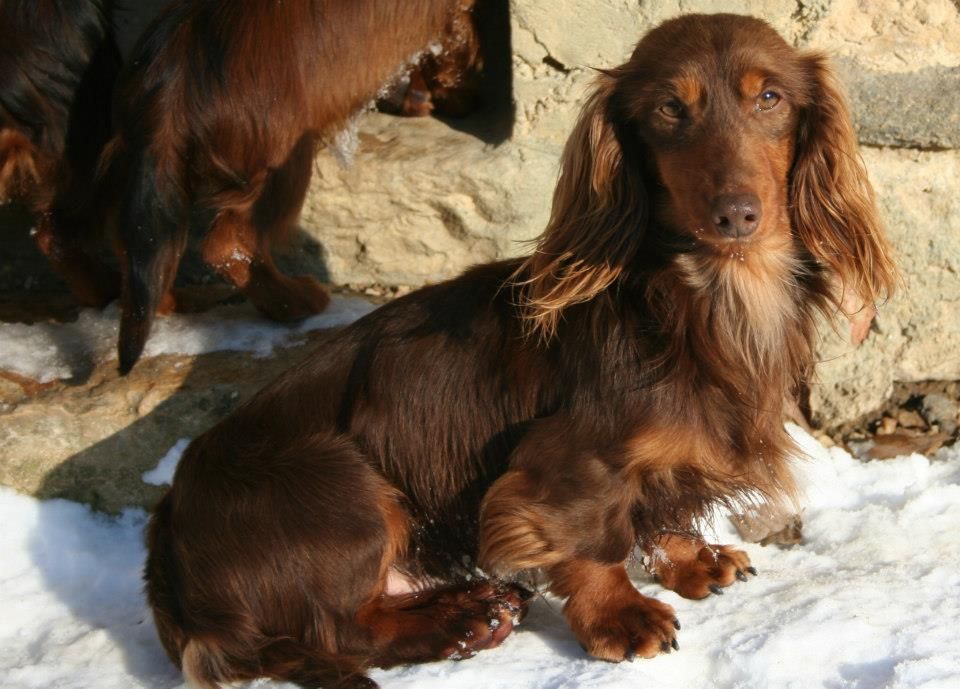 Publication : des Garrigues de Réals Auteur : Dupuy JM - Petite Orière