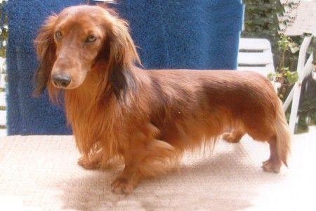 Publication : d'Hollywood Teckel Auteur : klamapdebra.com