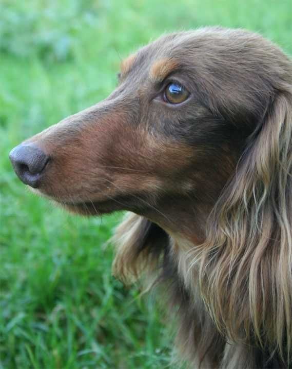 Publication : des Garrigues de Réals Auteur : Dupuy JM - Petite Orière