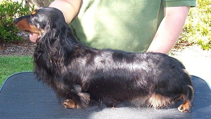 Publication : des Garrigues de Réals Auteur : http://www.wagsmore.com/