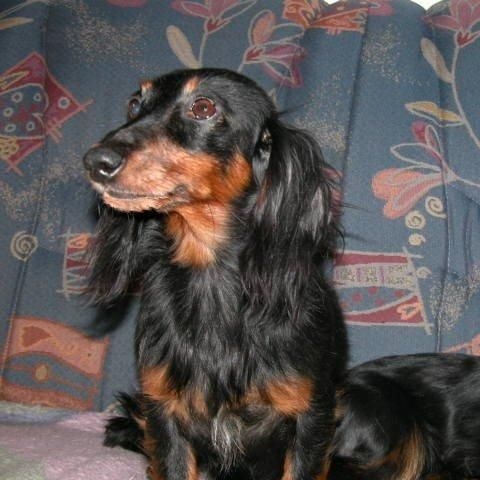 Publication : des Garrigues de Réals Auteur : Kerstin Shwartz