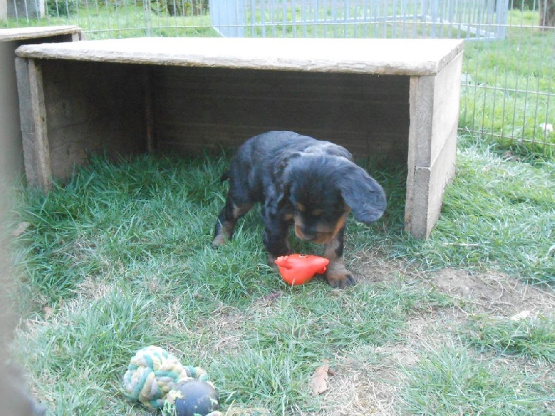 de Korrigan Forest - Setter Gordon - Portée née le 03/09/2016