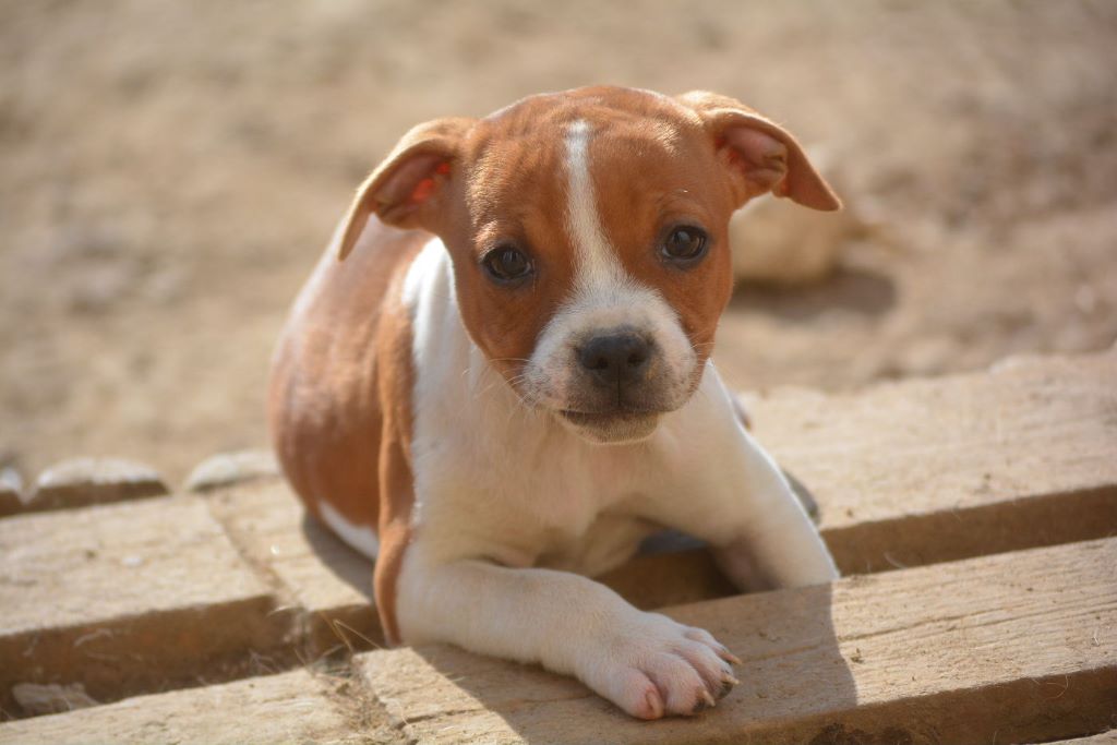 Chiot Staffordshire Bull Terrier, Oxbulls Winnie, femelle