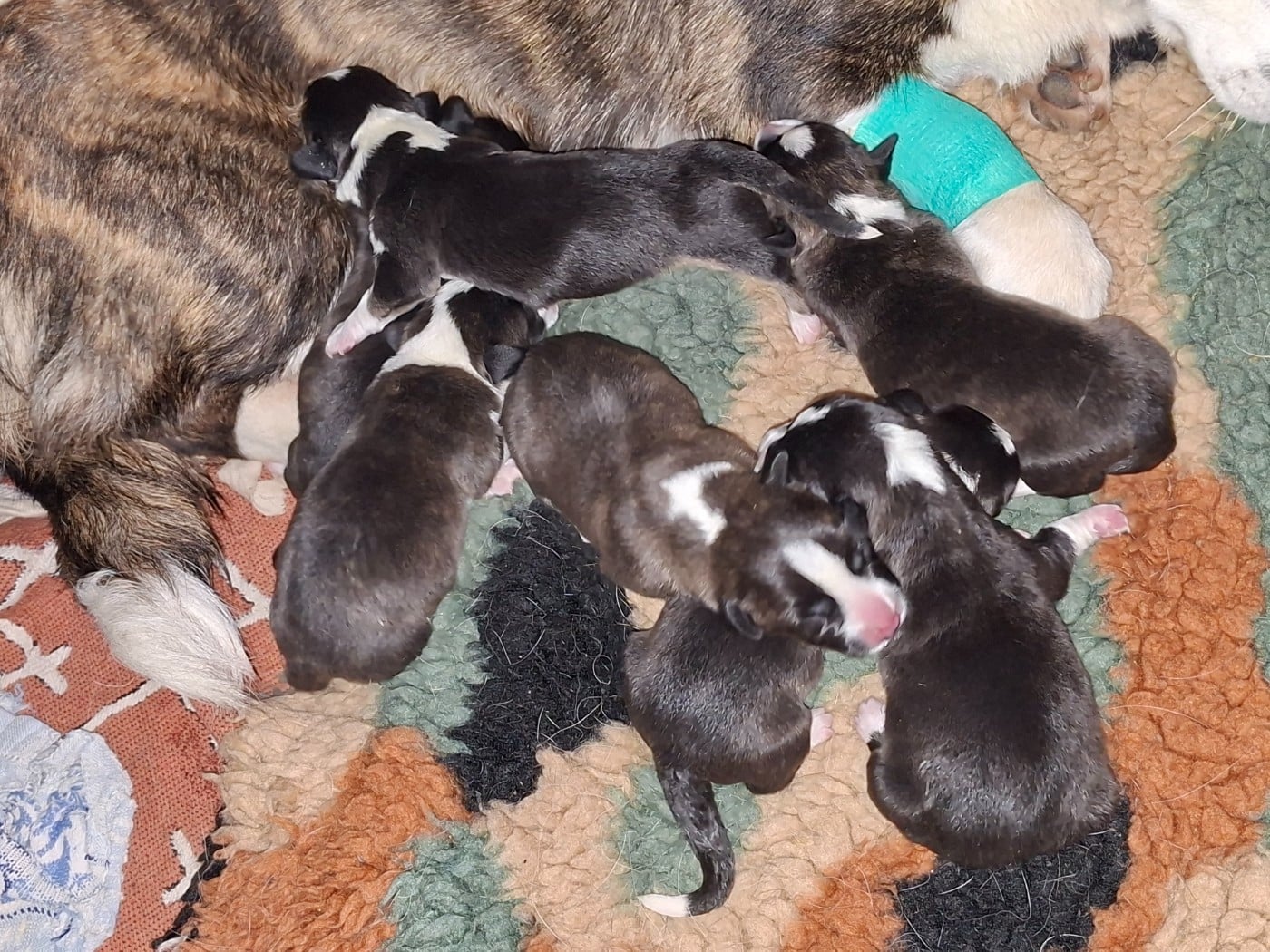 Welsh Corgi Cardigan - of Skystaff Starbuck