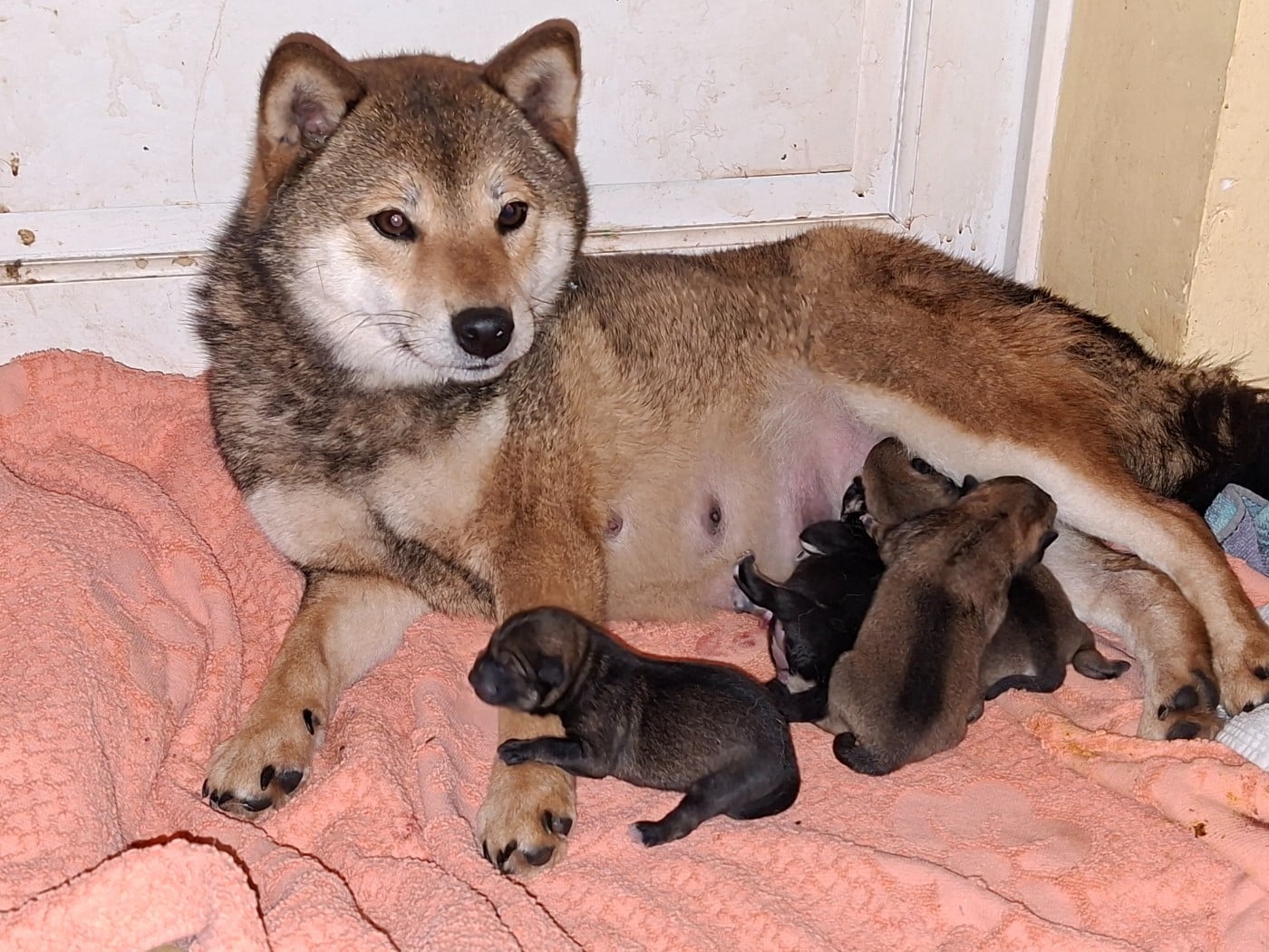 Shiba - of Skystaff Starbuck