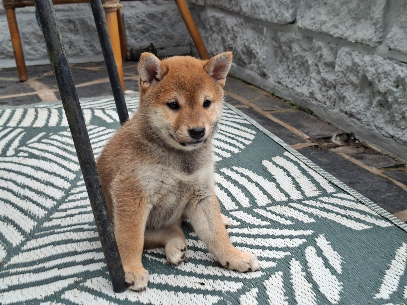 Shiba - of Skystaff Starbuck