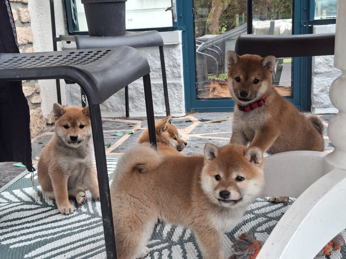 Shiba - of Skystaff Starbuck