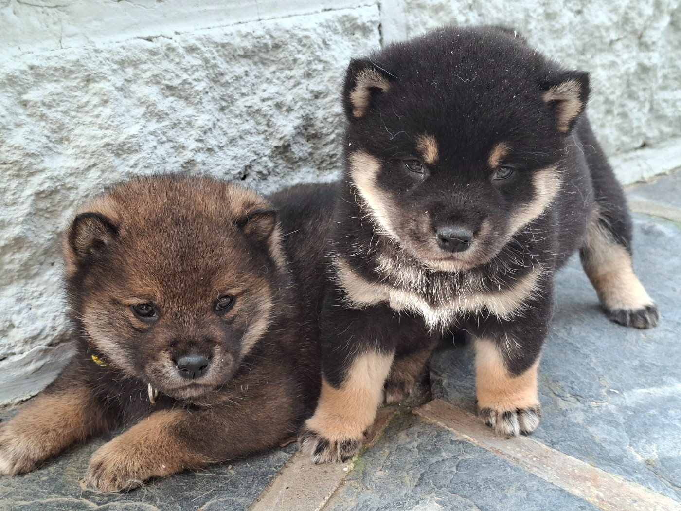 Shiba - of Skystaff Starbuck