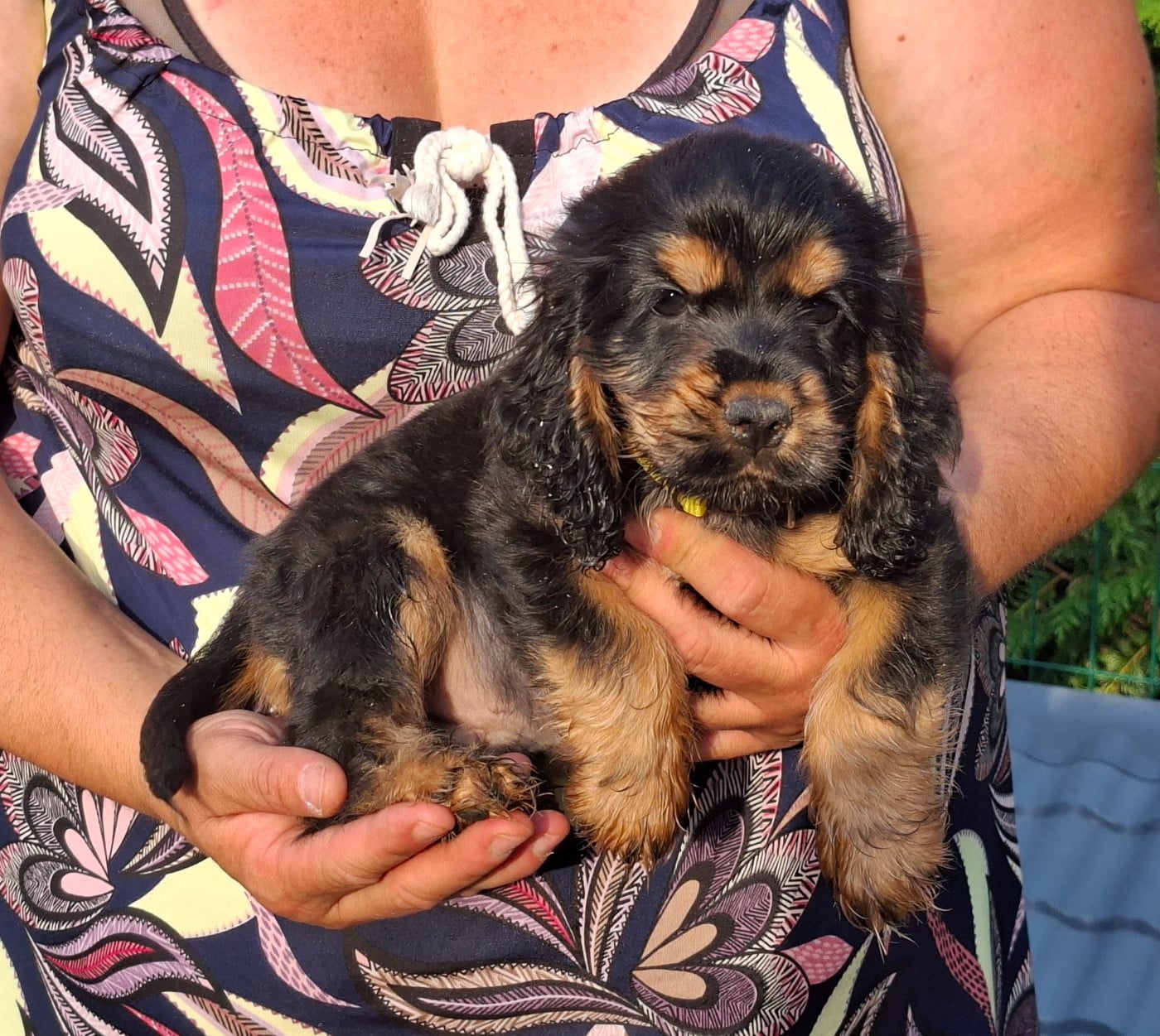 Cocker Spaniel Anglais - of Skystaff Starbuck