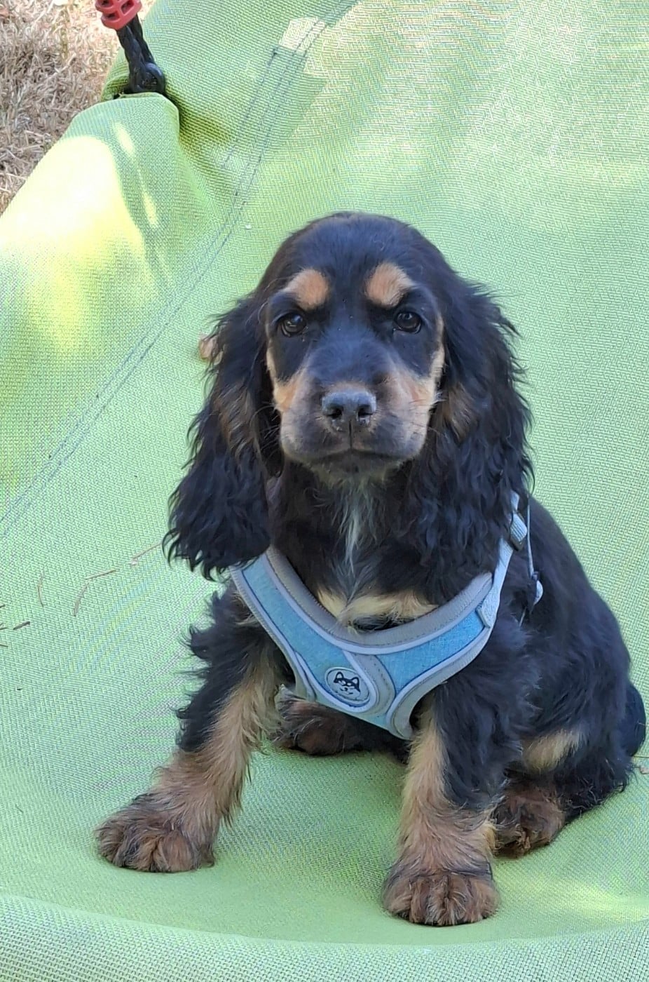 Cocker Spaniel Anglais - of Skystaff Starbuck