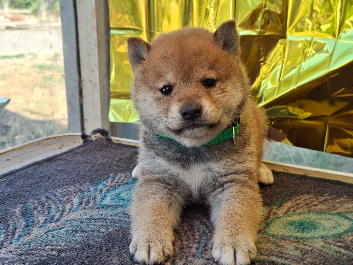 Shiba - of Skystaff Starbuck