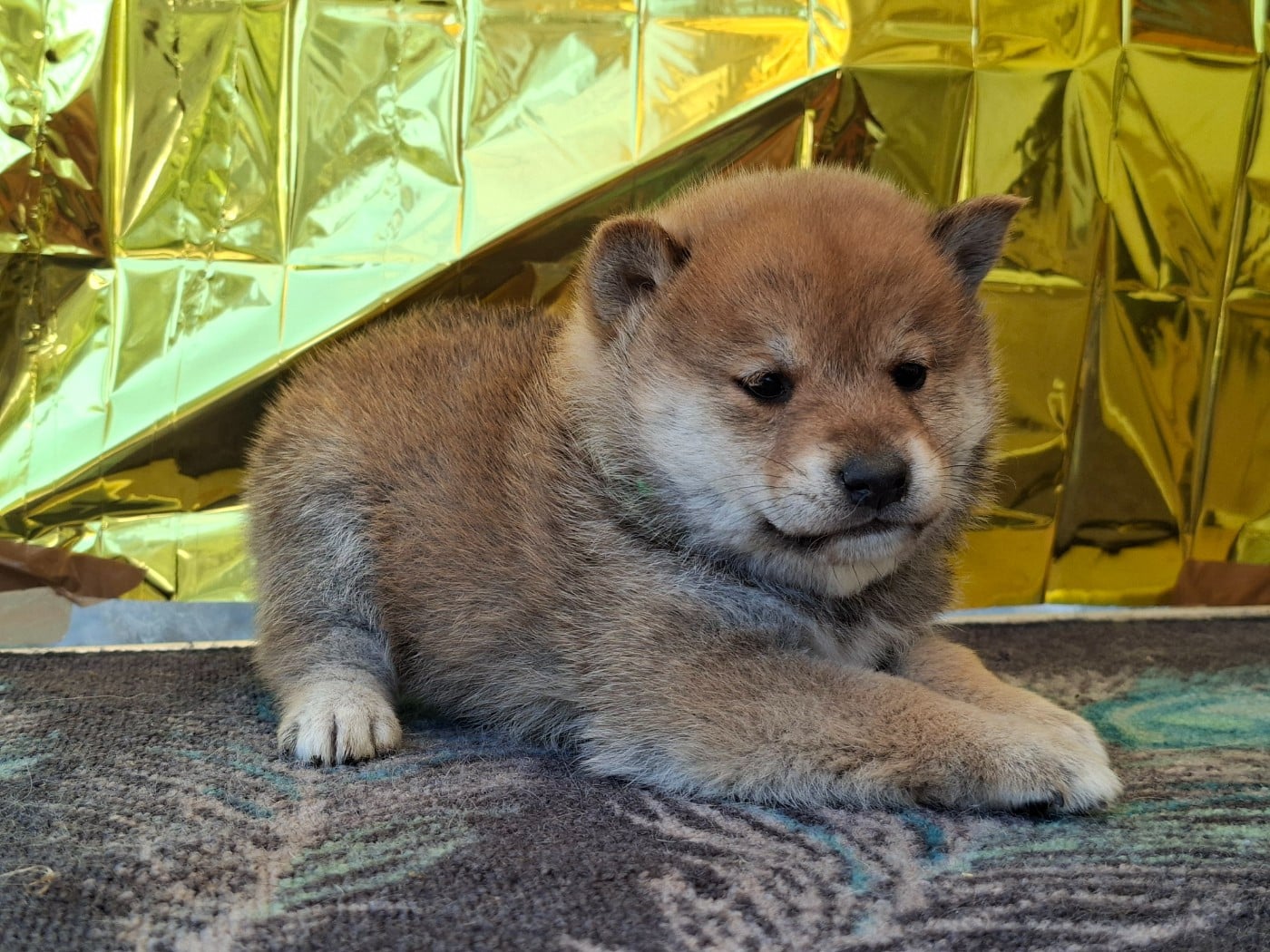 Chiot N°1