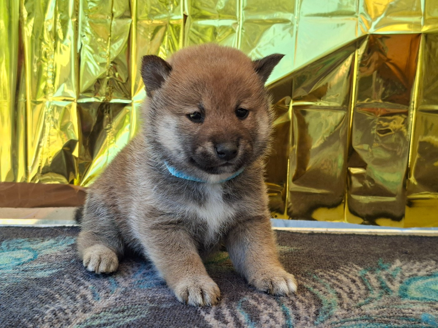Chiot N°3