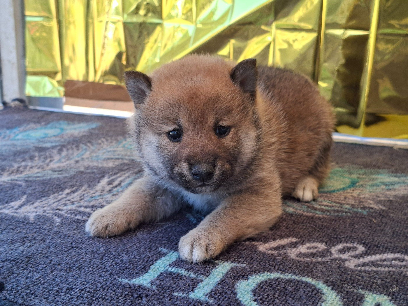 Chiot N°3