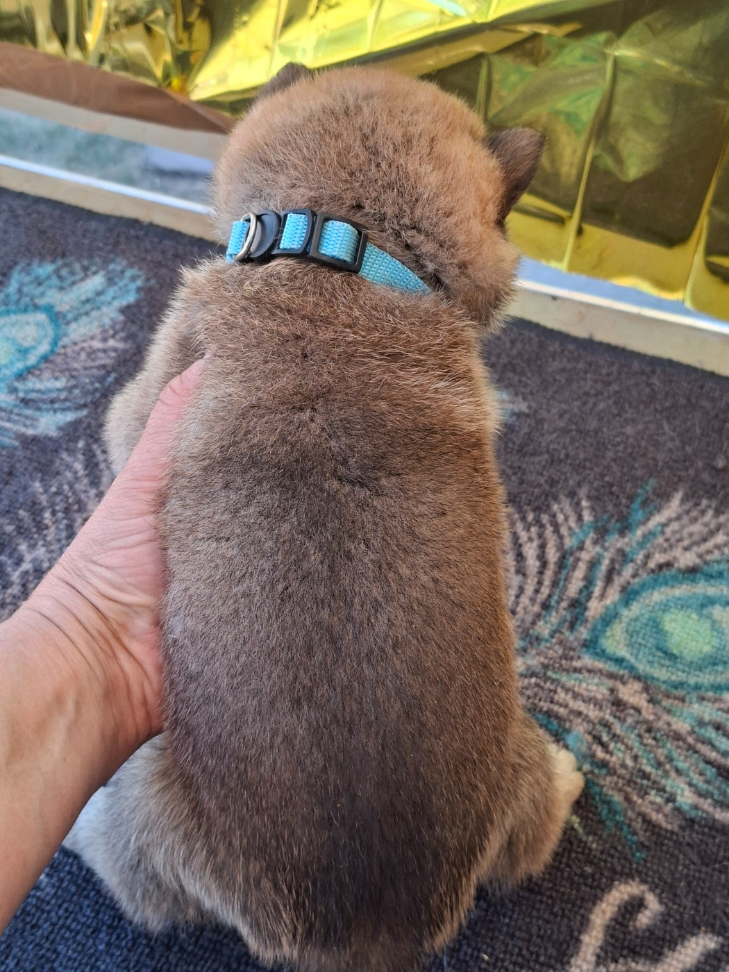 Chiot N°3