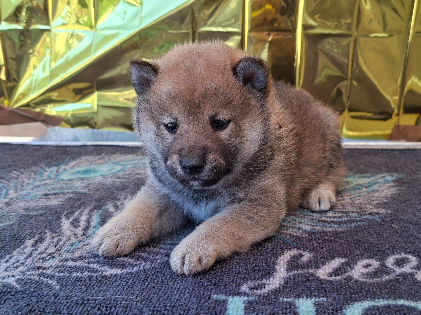 Chiot N°4