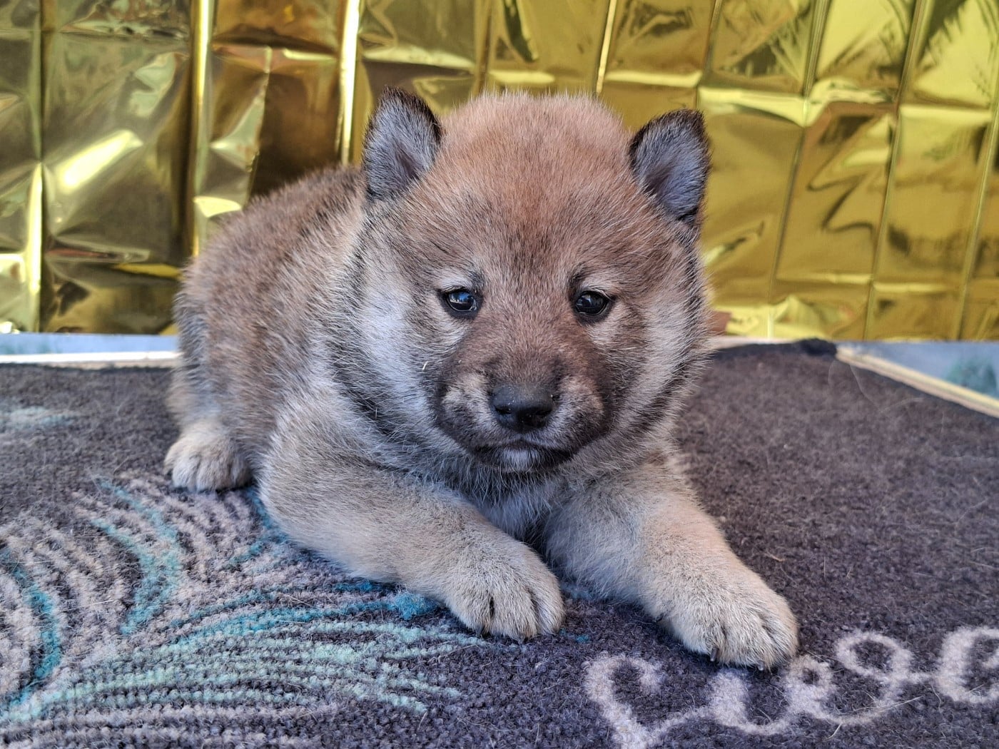 Chiot N°4