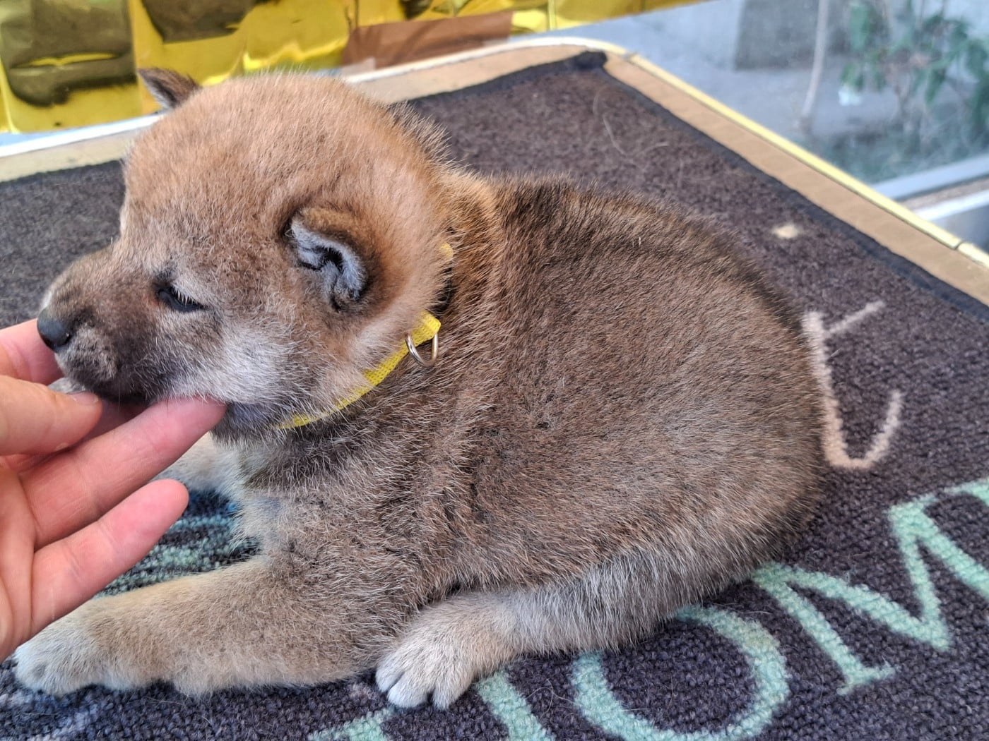 Chiot N°4