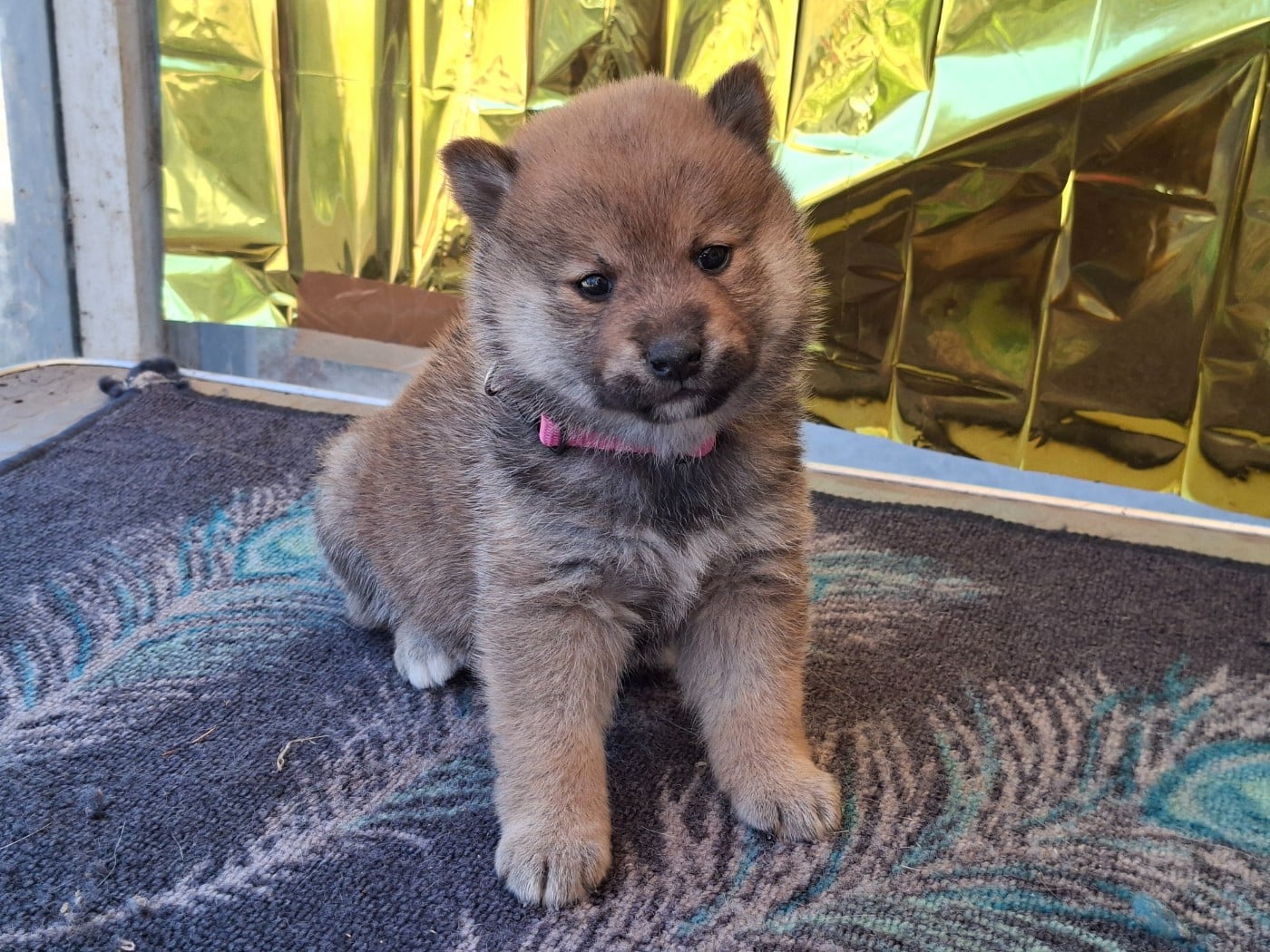 Chiot N°5