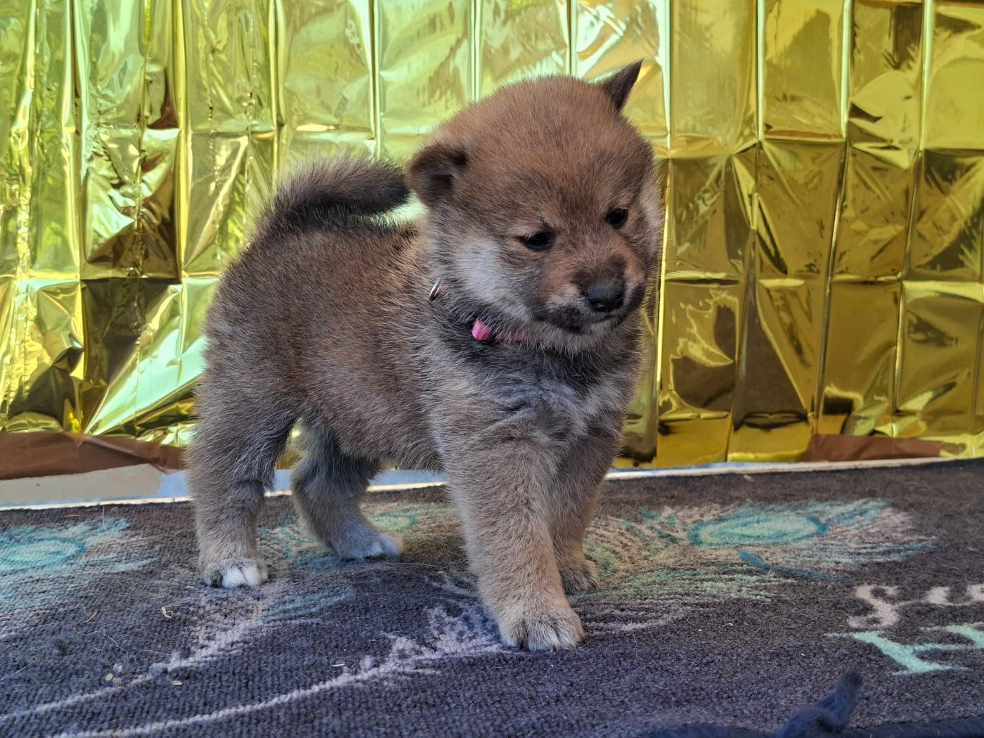 Chiot N°5