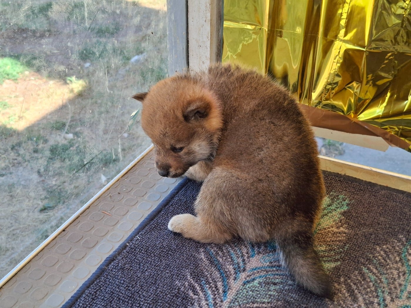 Chiot N°5