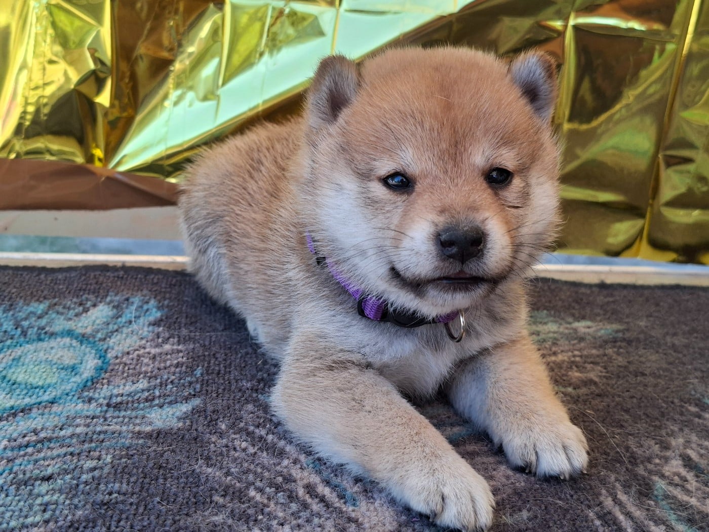 Chiot N°6