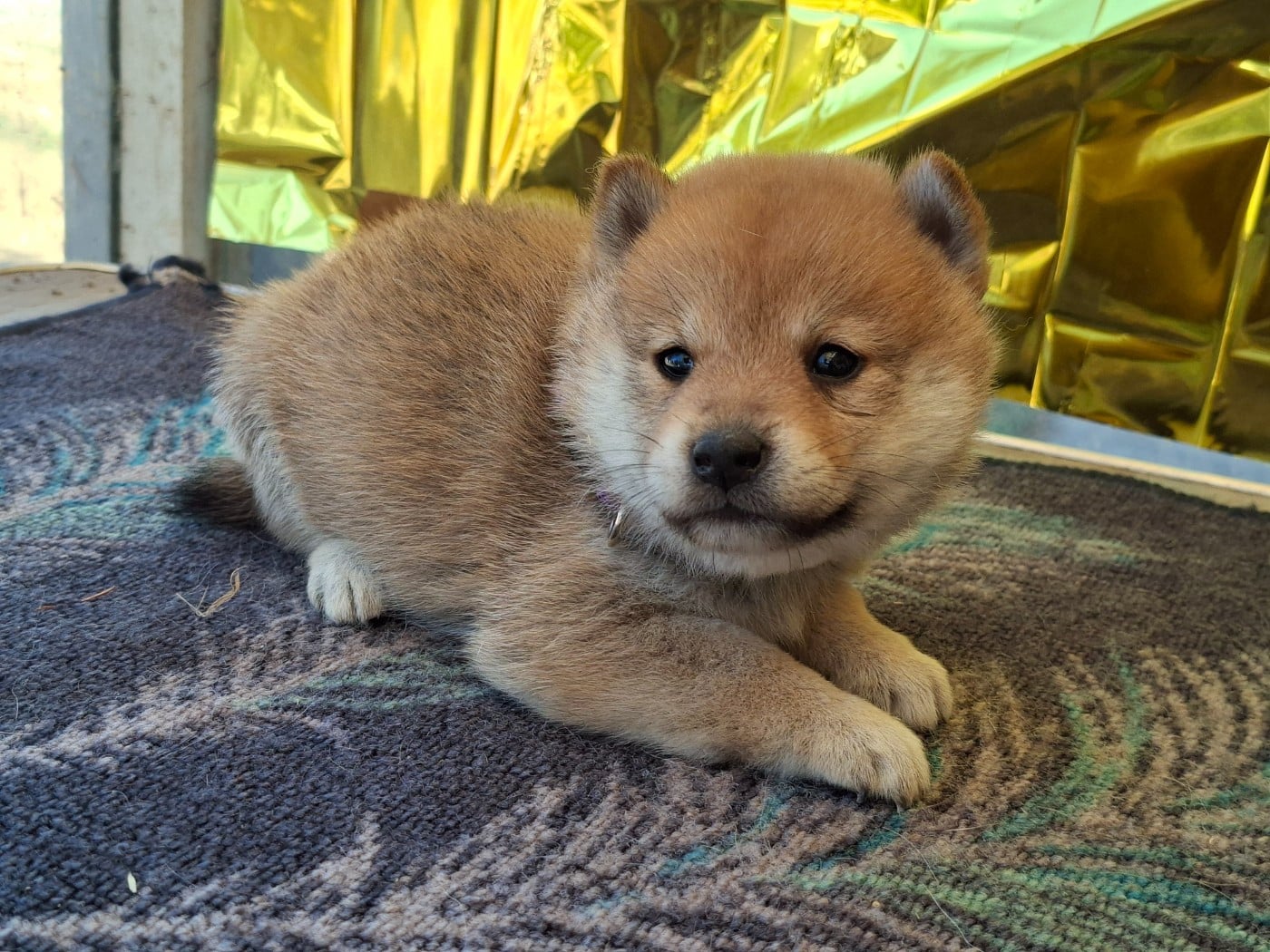 Chiot N°6