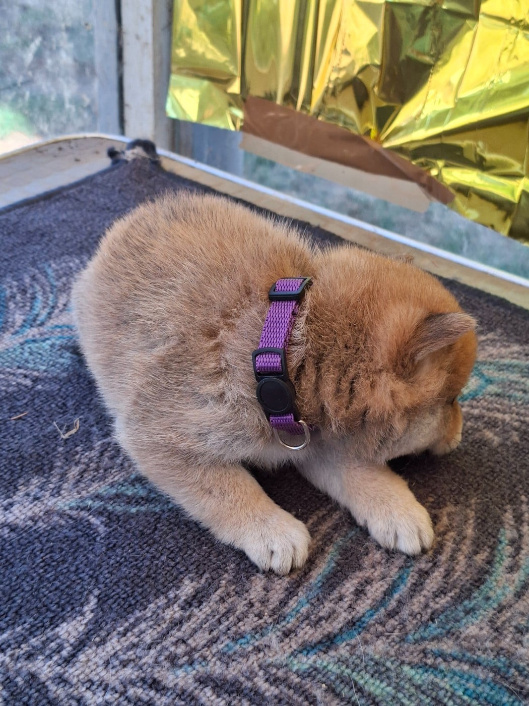 Chiot N°6