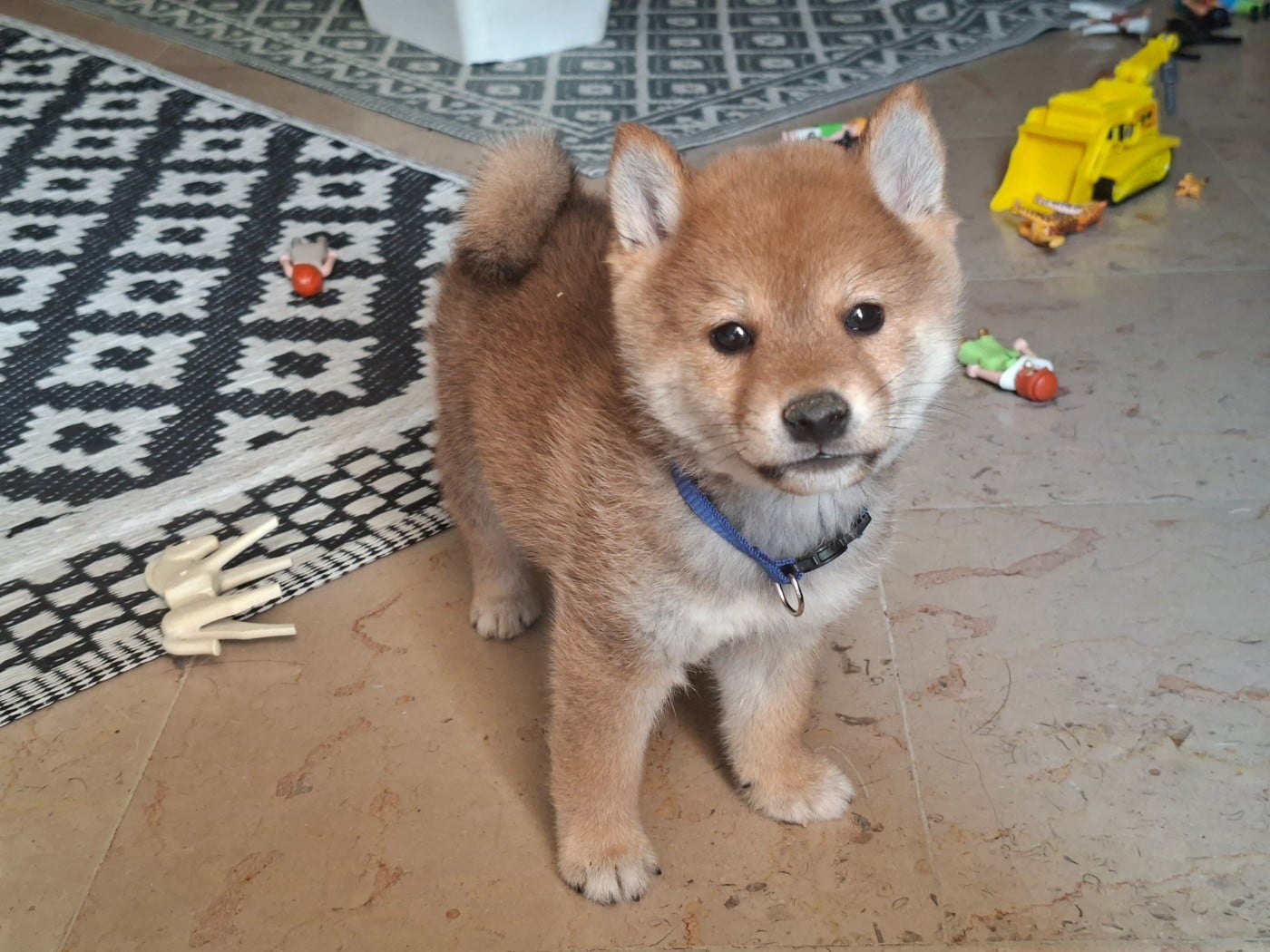 Shiba - of Skystaff Starbuck