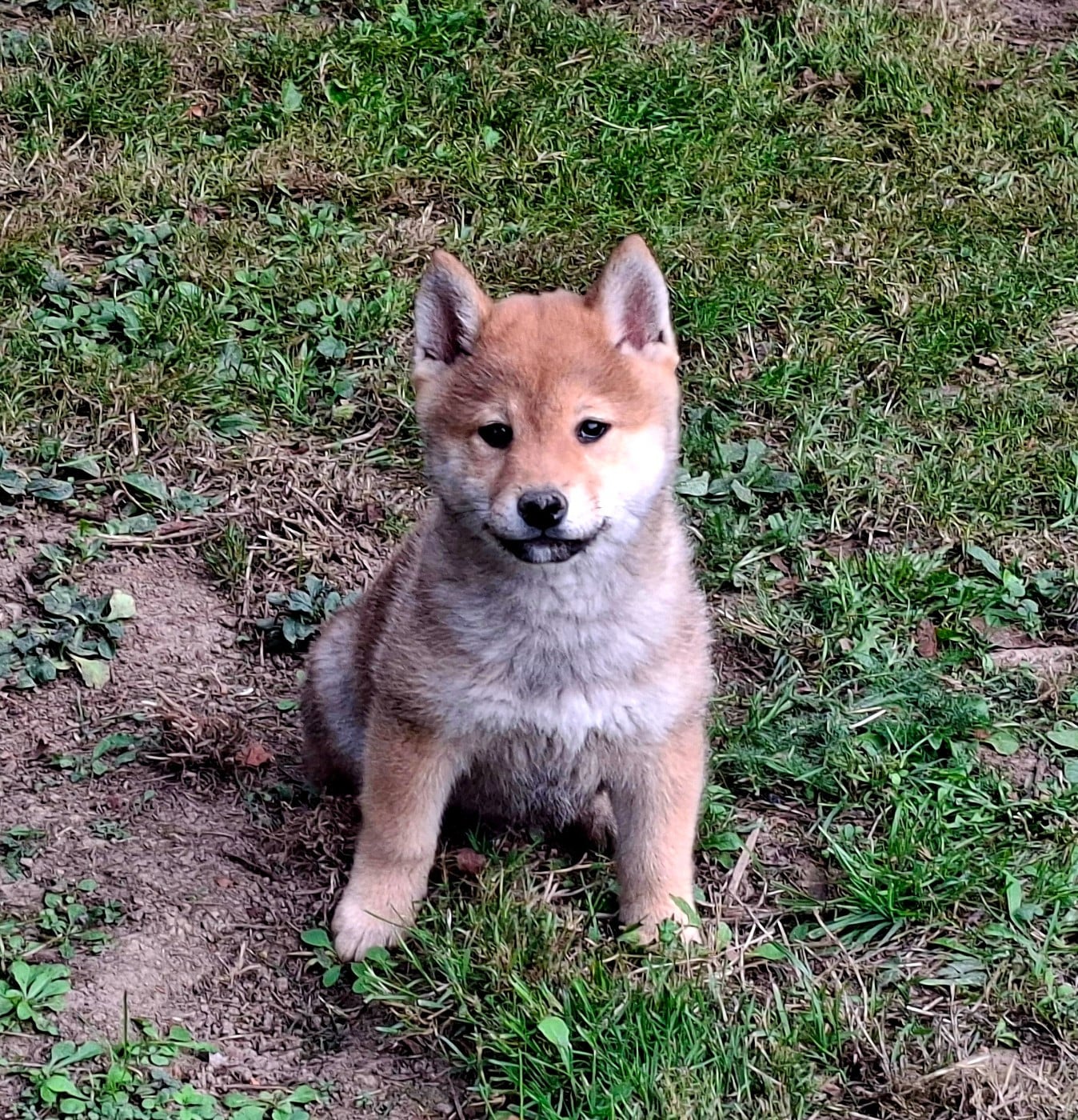 Shiba - of Skystaff Starbuck