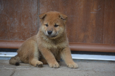 Shiba