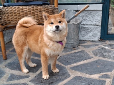 Les chiots de Shiba