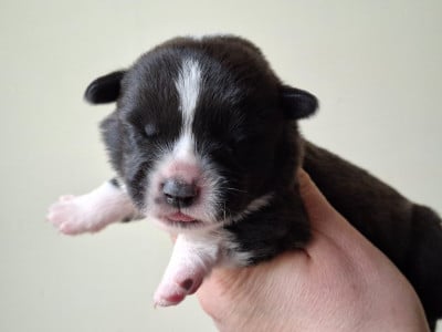 Les chiots de Welsh Corgi Cardigan