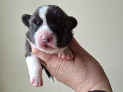 Les chiots de Welsh Corgi Cardigan
