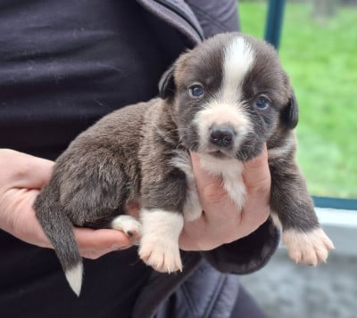 Les chiots de Welsh Corgi Cardigan