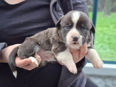 Les chiots de Welsh Corgi Cardigan