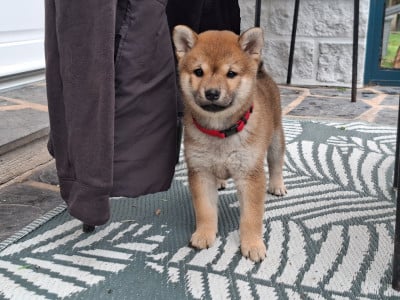 Les chiots de Shiba