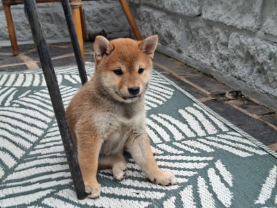 Les chiots de Shiba